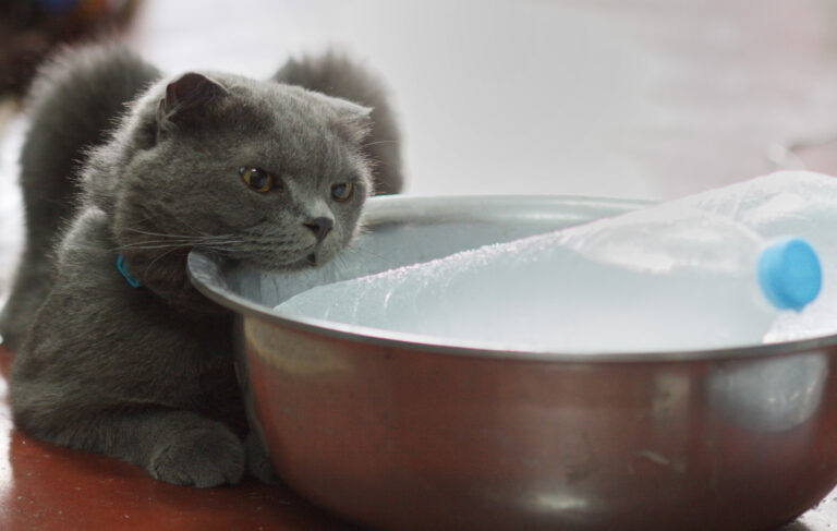 golpe de calor en las mascotas