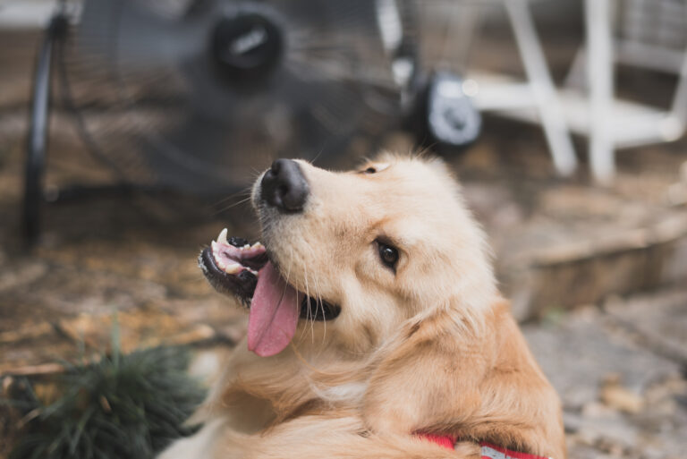 golpes de calor en las mascotas