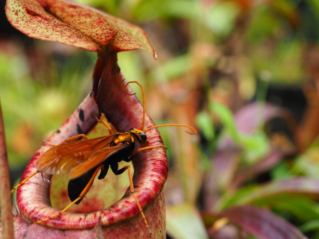 Descubren planta carnívora que atrapa presas bajo tierra