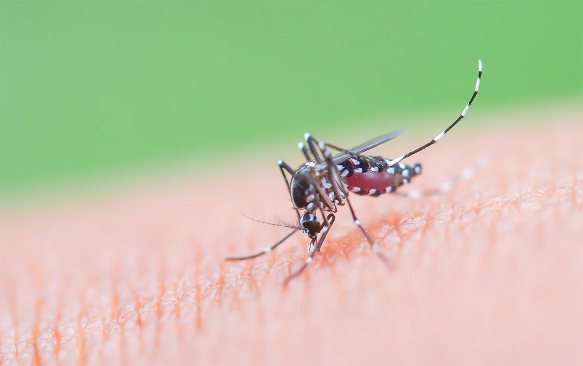 Ojo con el dengue en Colombia